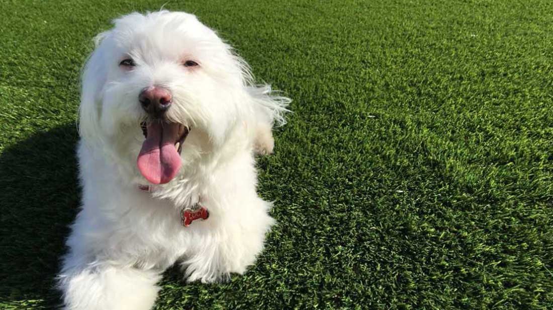 Dog enjoys newly installed dog run