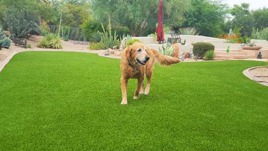 Dog Friendly Artificial Grass Lawn