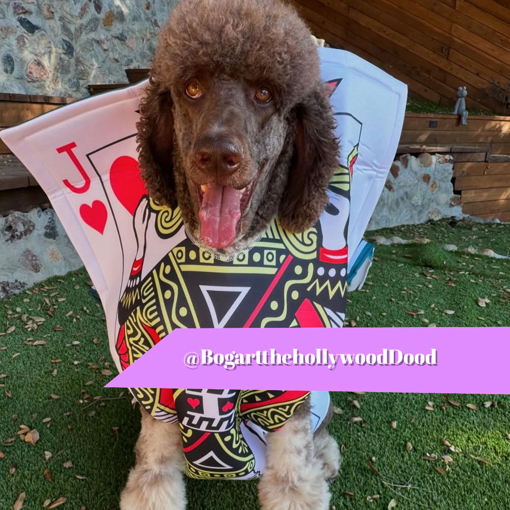 Big Dog Plays on Artificial Grass Lawn