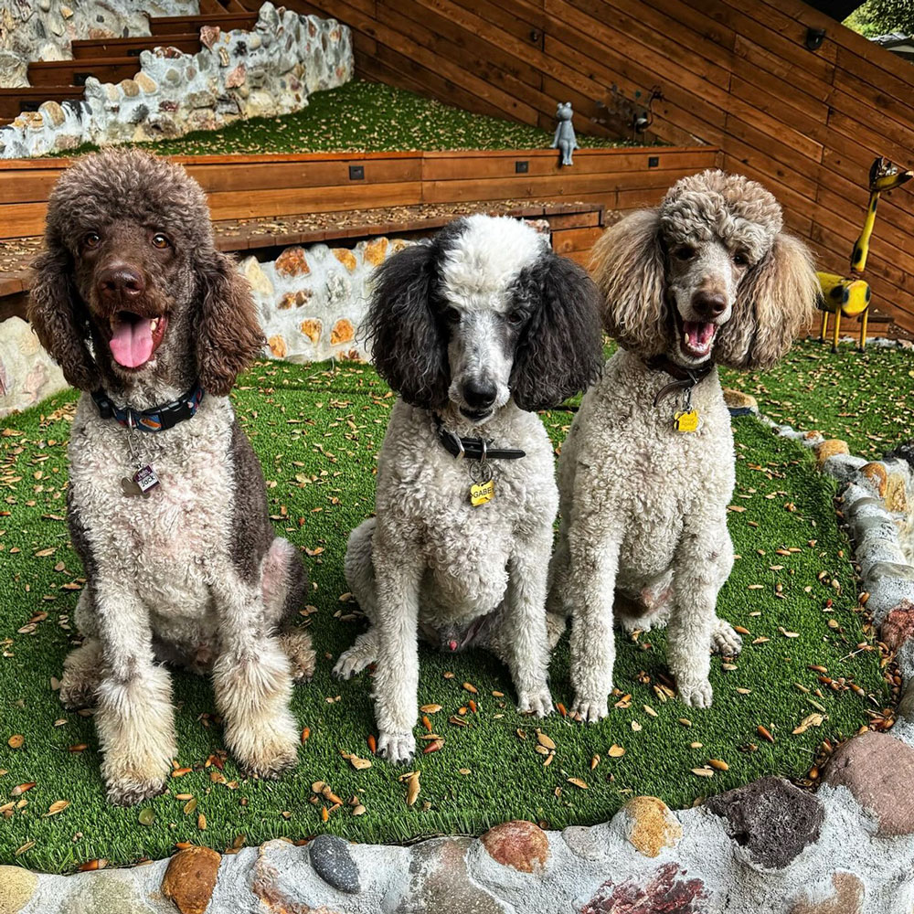 Dog Friendly Artificial Grass Lawn