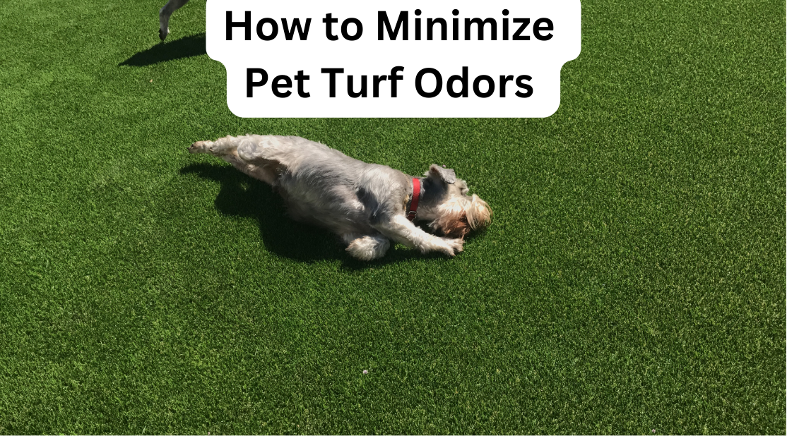 Dog relaxing on artificial grass lawn