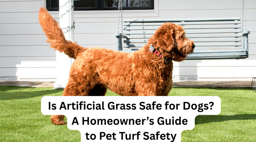 dog standing on artificial grass