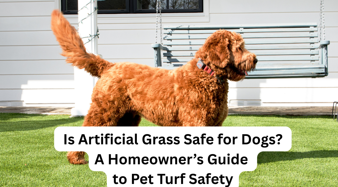 dog standing on artificial grass