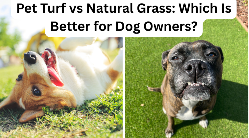 Dog on real grass and dog on artificial grass