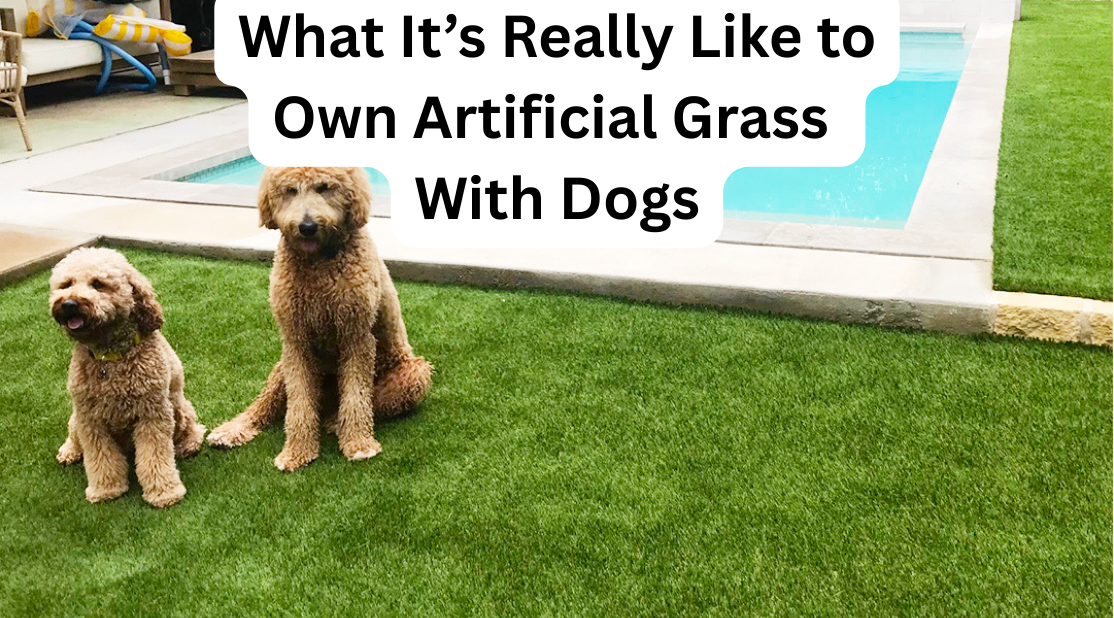 Dogs relaxing on artificial grass by the pool