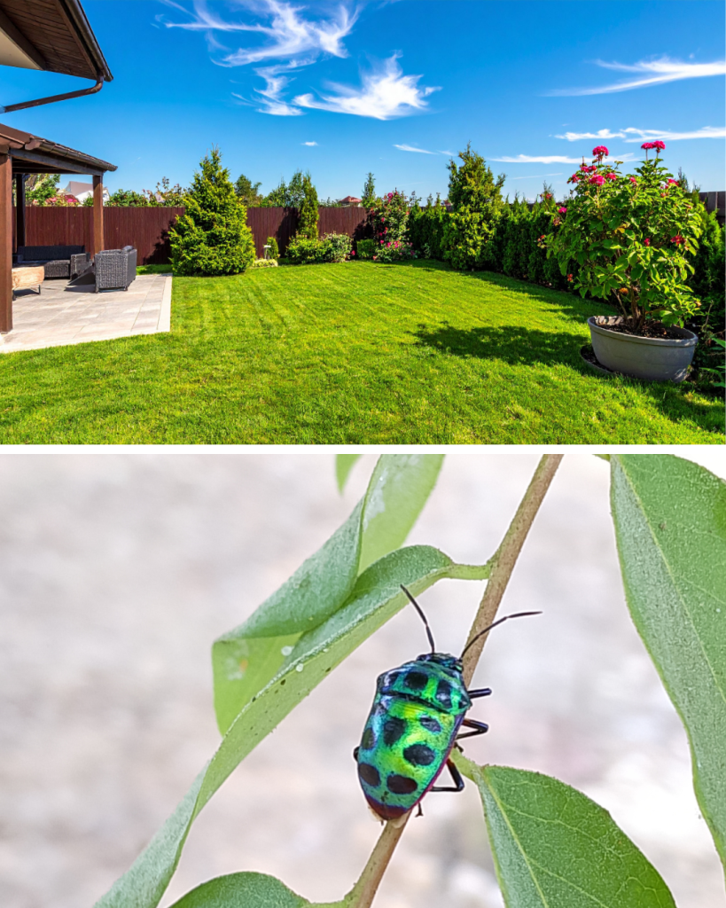 backyard and insects