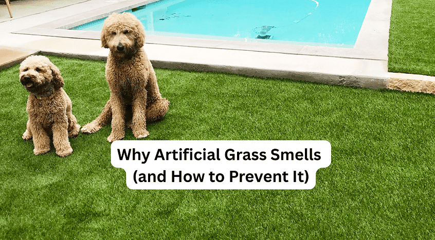 Artificial grass with dogs near pool, highlighting odor prevention benefits.