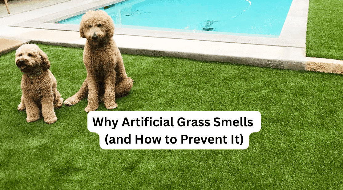 Artificial grass with dogs near pool, highlighting odor prevention benefits.