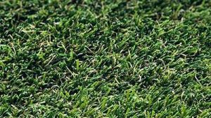 close-shot-augusta.jpg